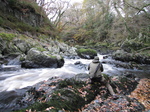 SX20825 Wouko taking photos at Conwy Falls in Fairy Glen near Betws-y-Coed, Snowdonia.jpg